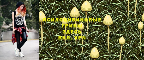 стаф Гатчина